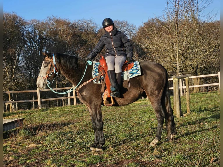 Other Breeds Gelding 3 years 15,2 hh Grey-Dapple in Linkenbach