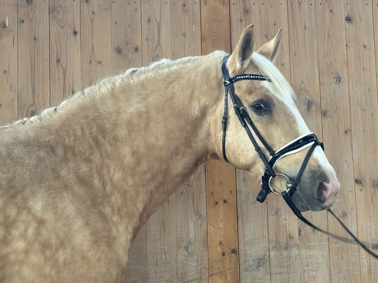 Other Breeds Mix Gelding 3 years 15,2 hh Palomino in Riedlingen