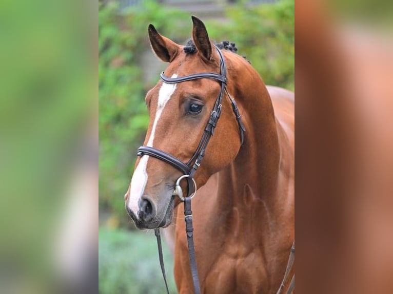 Other Breeds Gelding 3 years 16,1 hh in Zele