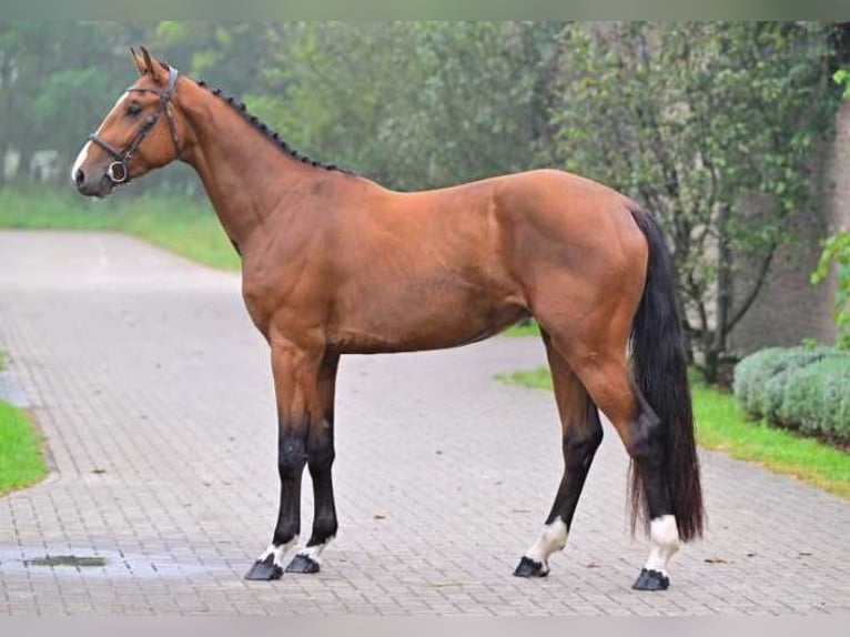 Other Breeds Gelding 3 years 16,1 hh in Zele