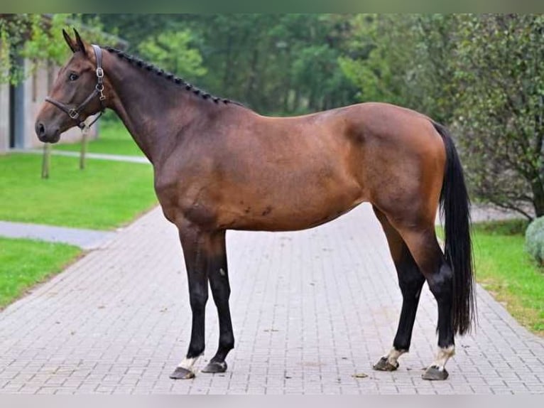 Other Breeds Gelding 3 years 16,1 hh in Zele