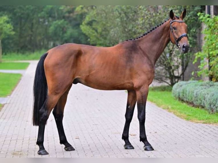 Other Breeds Gelding 3 years 16,2 hh in Zele