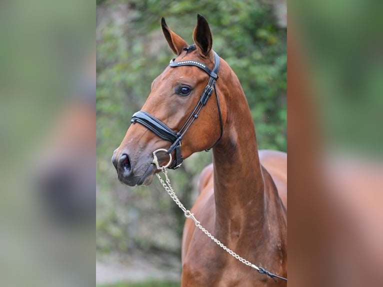 Other Breeds Gelding 3 years 16,2 hh in Zele