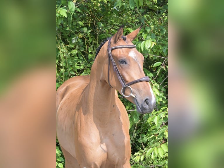 Other Breeds Gelding 3 years 16 hh Brown in Bladel