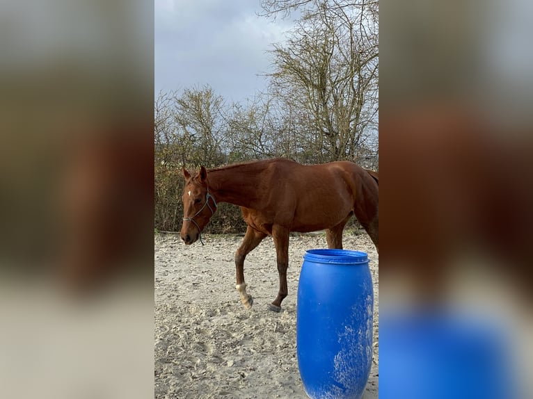 Other Breeds Gelding 3 years 16 hh Chestnut-Red in Bouville