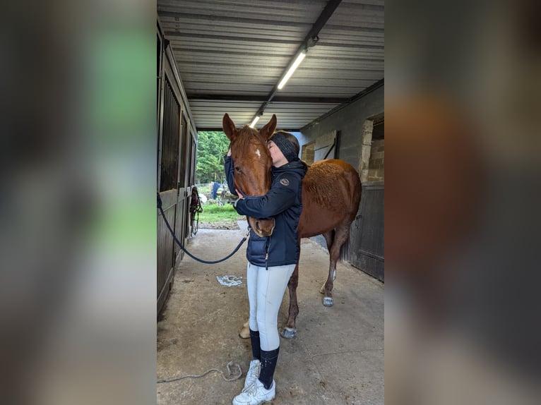 Other Breeds Gelding 3 years 16 hh Chestnut-Red in Bouville