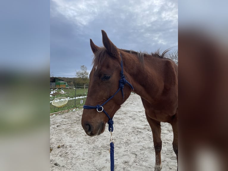 Other Breeds Gelding 3 years 16 hh Chestnut-Red in Bouville