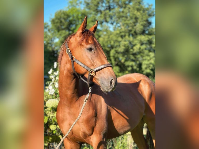 Other Breeds Gelding 3 years 16 hh Chestnut-Red in Bouville