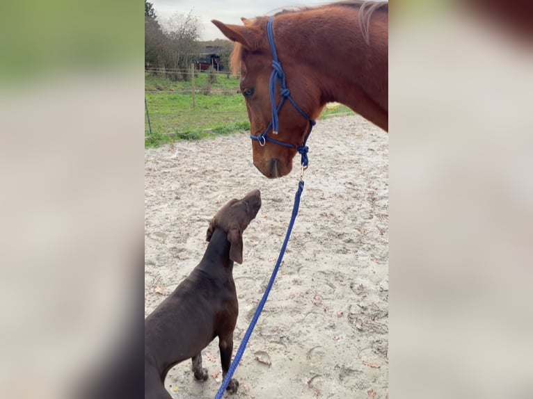 Other Breeds Gelding 3 years 16 hh Chestnut-Red in Bouville