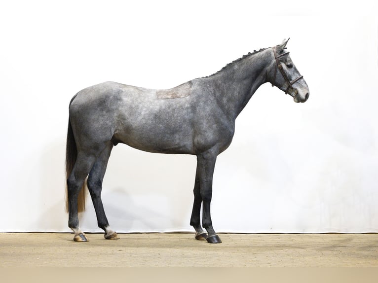 Other Breeds Gelding 3 years 16 hh Grey in Waddinxveen