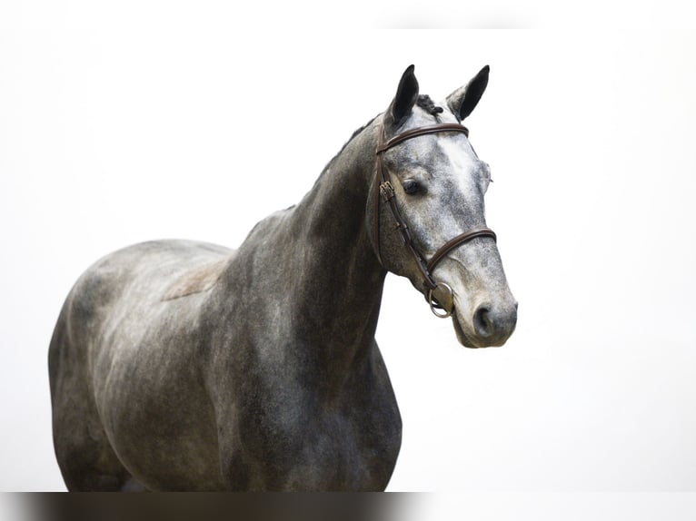 Other Breeds Gelding 3 years 16 hh Grey in Waddinxveen