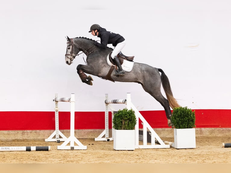 Other Breeds Gelding 3 years 16 hh Grey in Waddinxveen