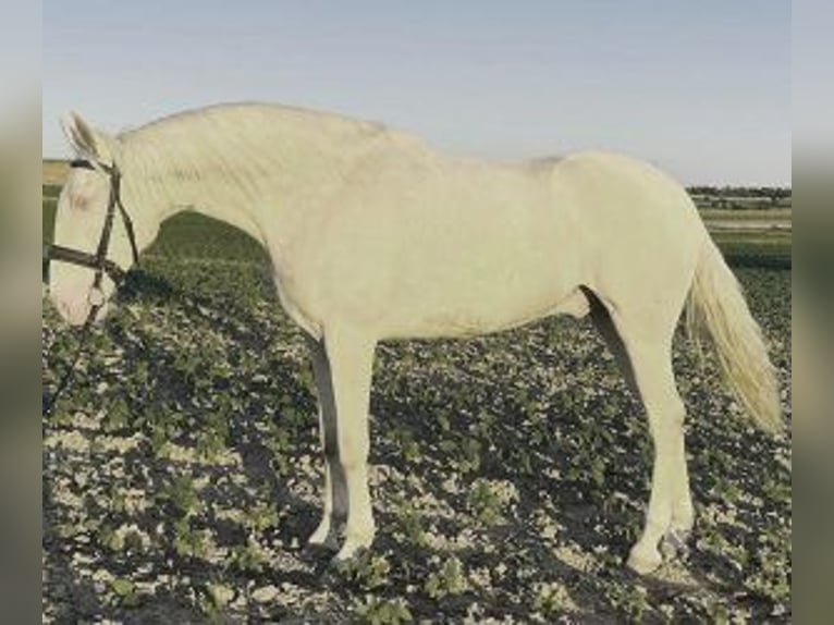 Other Breeds Mix Gelding 3 years 16 hh Overo-all-colors in MADRID