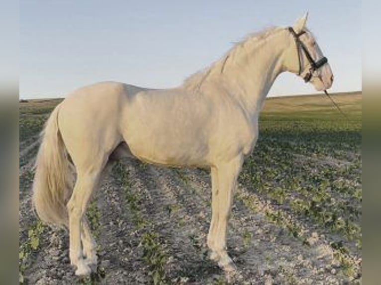 Other Breeds Mix Gelding 3 years 16 hh Overo-all-colors in MADRID