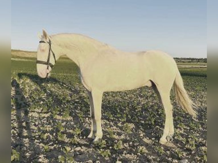 Other Breeds Mix Gelding 3 years 16 hh Overo-all-colors in MADRID