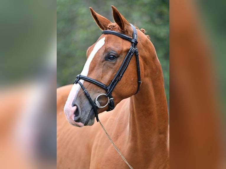 Other Breeds Gelding 3 years 16 hh in Zele