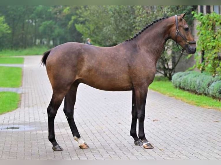 Other Breeds Gelding 3 years 16 hh in Zele