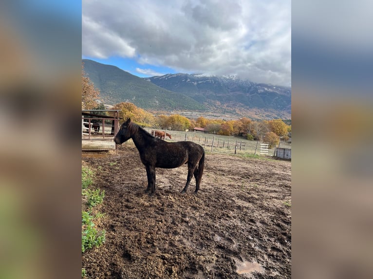 Other Breeds Gelding 3 years Bay-Dark in Capestrano