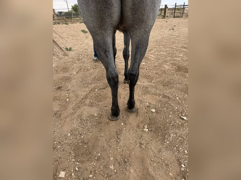 Other Breeds Gelding 3 years Gray in Red Oak