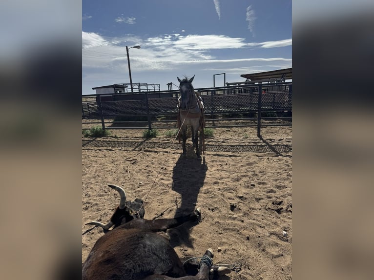 Other Breeds Gelding 3 years Gray in Red Oak