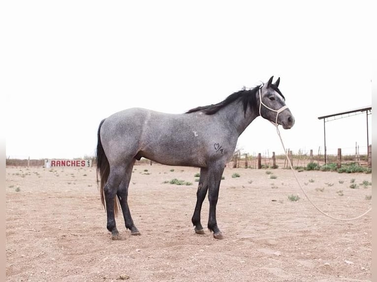 Other Breeds Gelding 3 years Gray in Red Oak