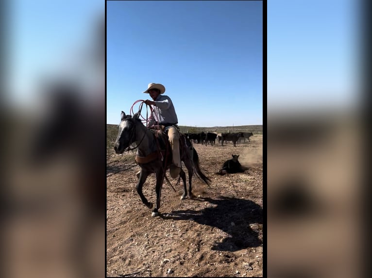 Other Breeds Gelding 3 years Gray in Red Oak