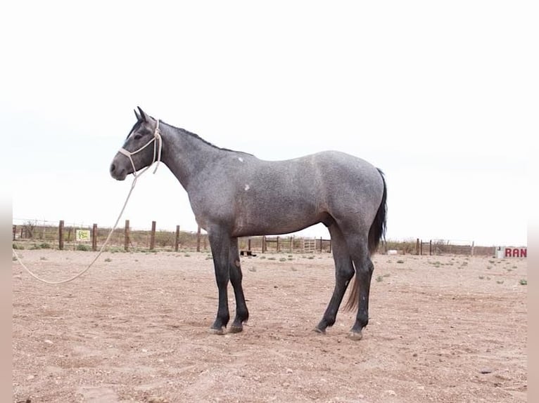 Other Breeds Gelding 3 years Gray in Red Oak