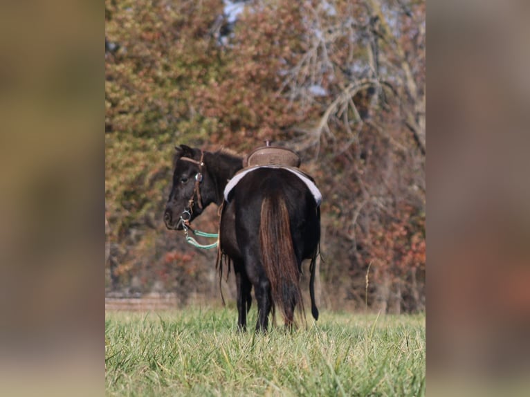 Other Breeds Gelding 4 years 10 hh Black in Brownstown