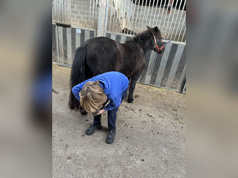 Other Breeds Mix Gelding 4 years 11 hh Black in Zarlardinge