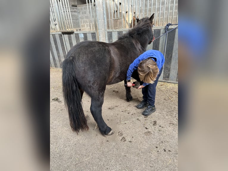 Other Breeds Mix Gelding 4 years 11 hh Black in Zarlardinge