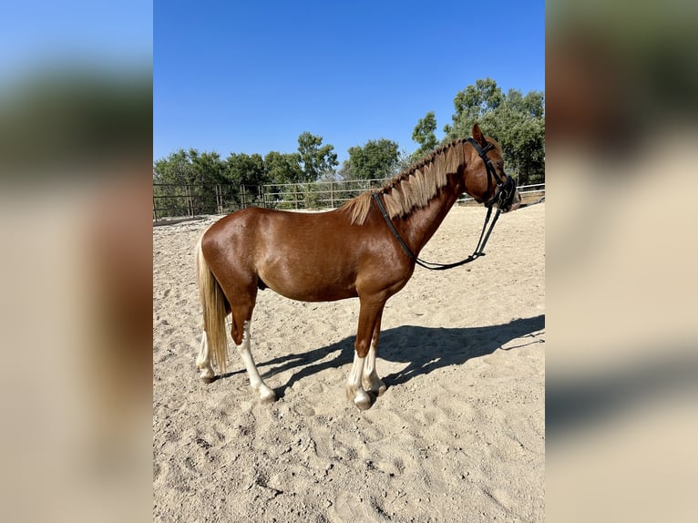 Other Breeds Mix Gelding 4 years 11,1 hh Chestnut-Red in Jara Beltran