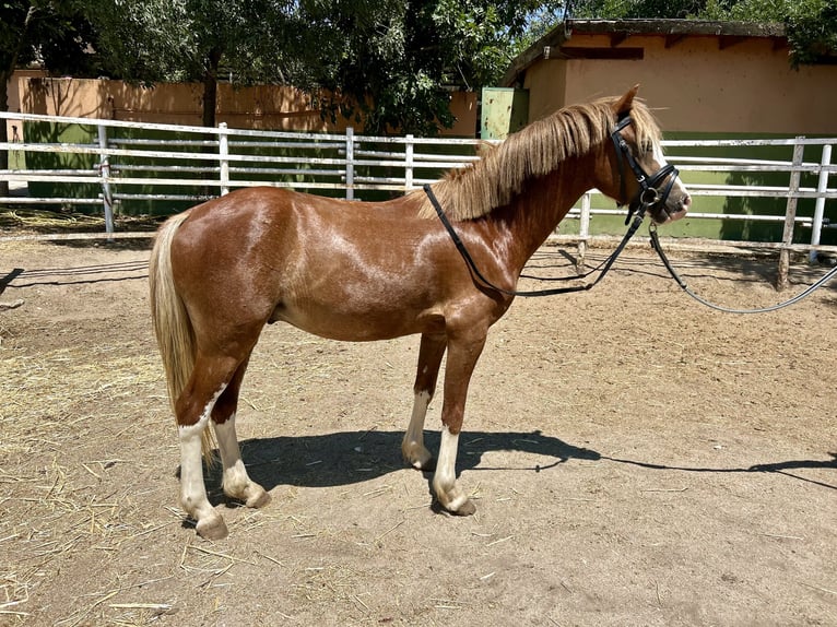 Other Breeds Mix Gelding 4 years 11,1 hh Chestnut-Red in Jara Beltran