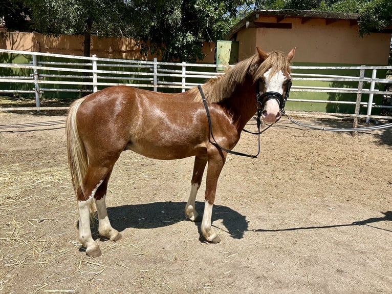 Other Breeds Mix Gelding 4 years 11,1 hh Chestnut-Red in Jara Beltran
