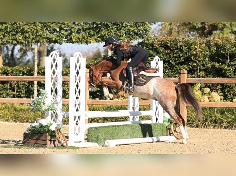 Other Breeds Gelding 4 years 12.1 hh  in Oost West en Middelbeers