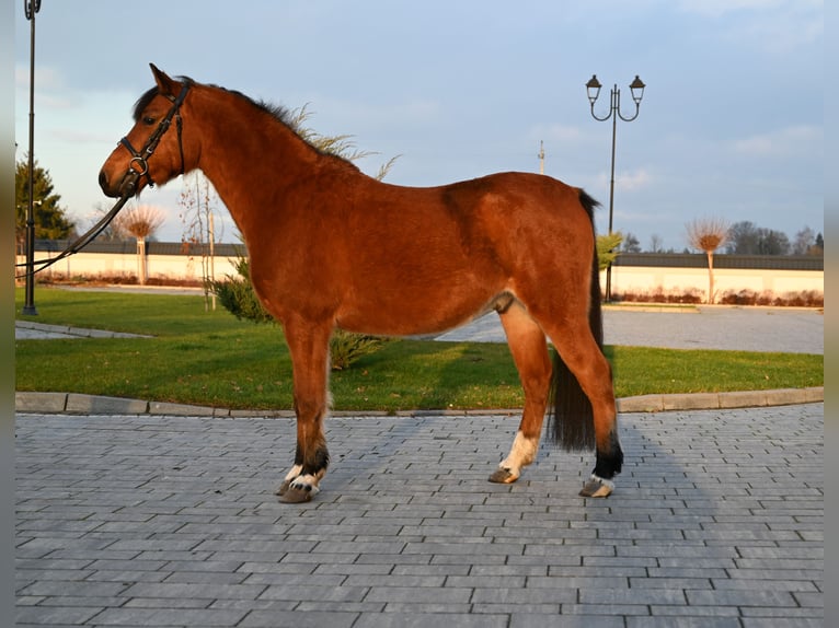 Other Breeds Gelding 4 years 13,1 hh Brown in Jeżów