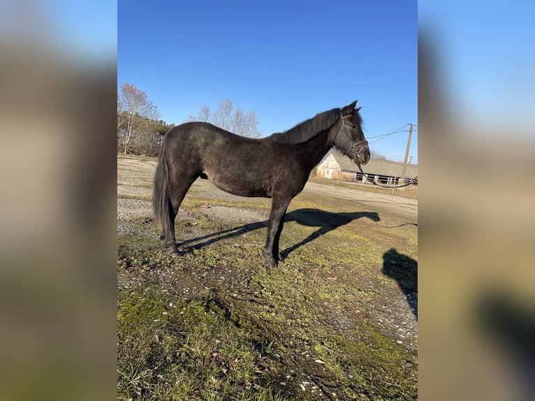 Other Breeds Mix Gelding 4 years 13,1 hh Dun in Szarvaskend