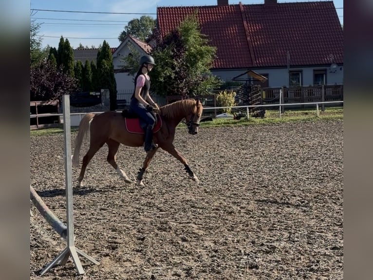 Other Breeds Gelding 4 years 13.2 hh Chestnut-Red in Nekla