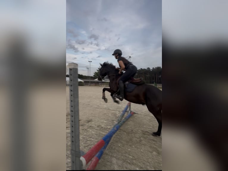 Other Breeds Mix Gelding 4 years 13 hh Smoky-Black in Genk
