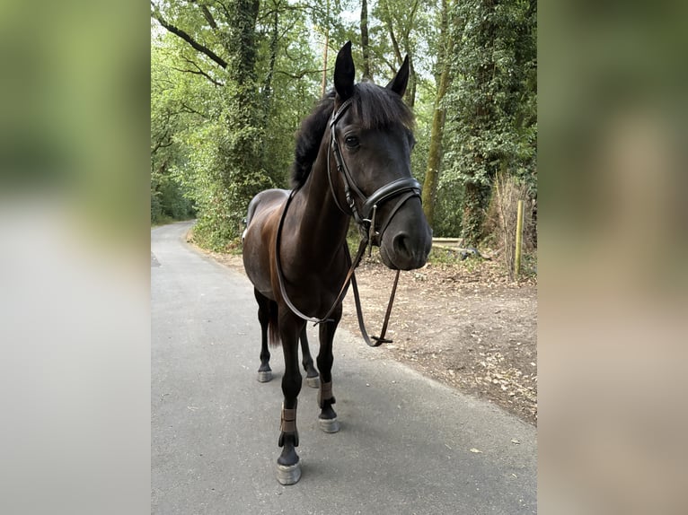 Other Breeds Mix Gelding 4 years 13 hh Smoky-Black in Genk
