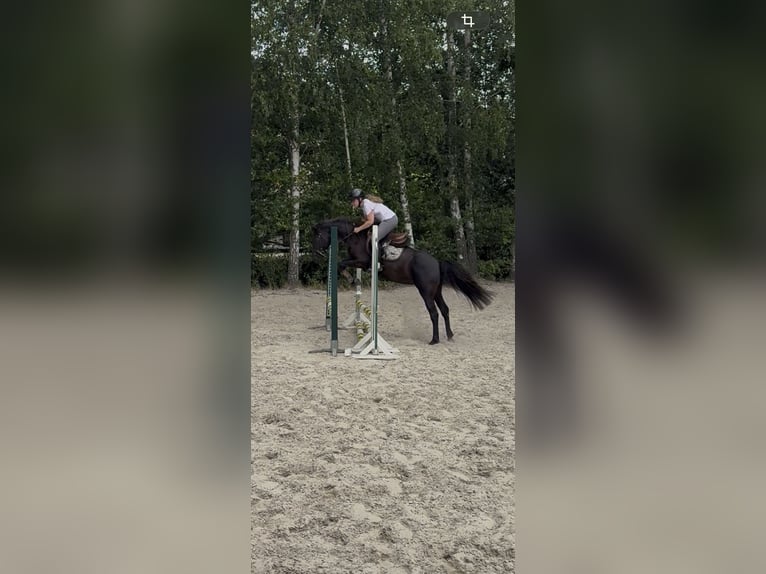 Other Breeds Mix Gelding 4 years 13 hh Smoky-Black in Genk