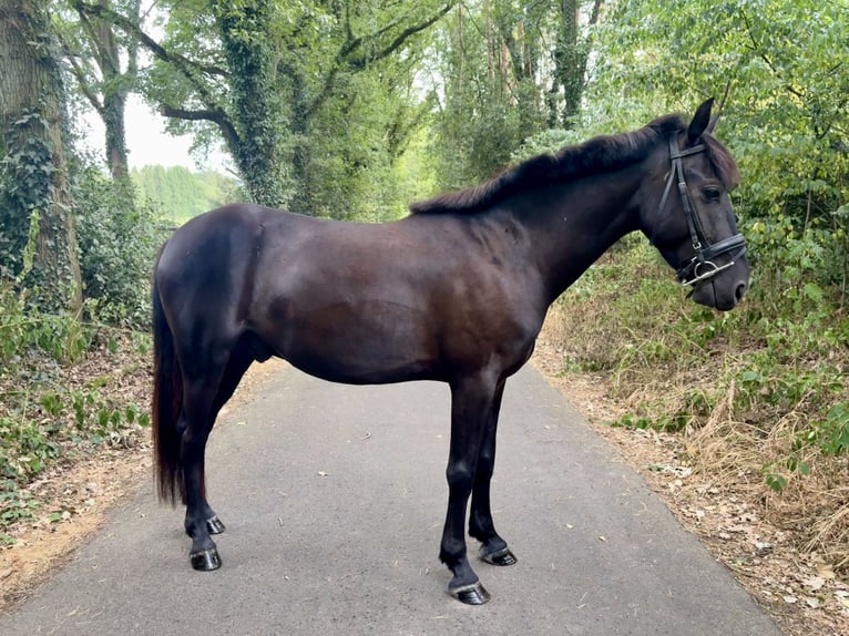 Other Breeds Mix Gelding 4 years 13 hh Smoky-Black in Genk