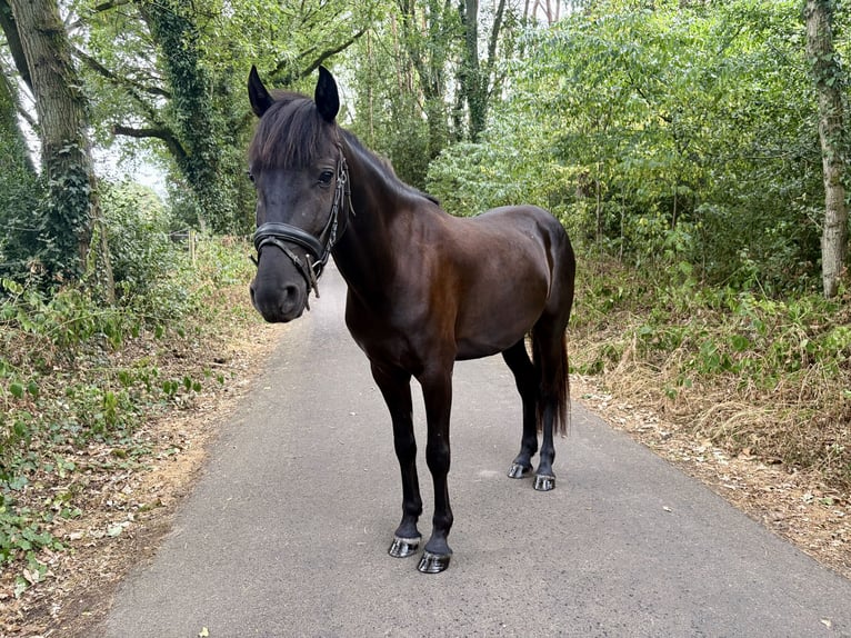 Other Breeds Mix Gelding 4 years 13 hh Smoky-Black in Genk