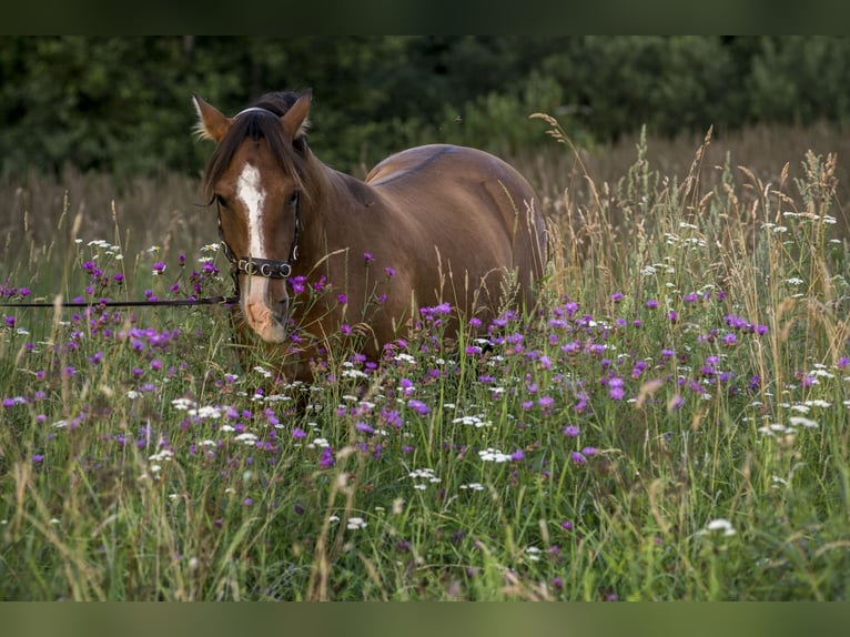 Other Breeds Gelding 4 years 13,2 hh Bay in Tartumaa