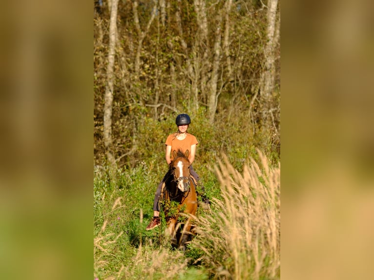 Other Breeds Gelding 4 years 13,2 hh Bay in Tartumaa