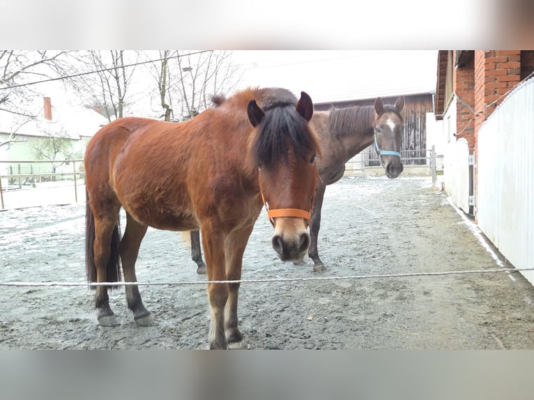 Other Breeds Mix Gelding 4 years 13,3 hh Brown in Unterwart