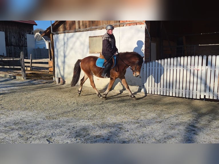 Other Breeds Mix Gelding 4 years 13,3 hh Brown in Unterwart