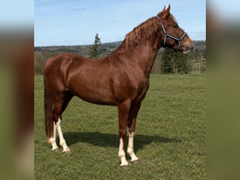 Other Breeds Gelding 4 years 14.1 hh Chestnut-Red in Hennef