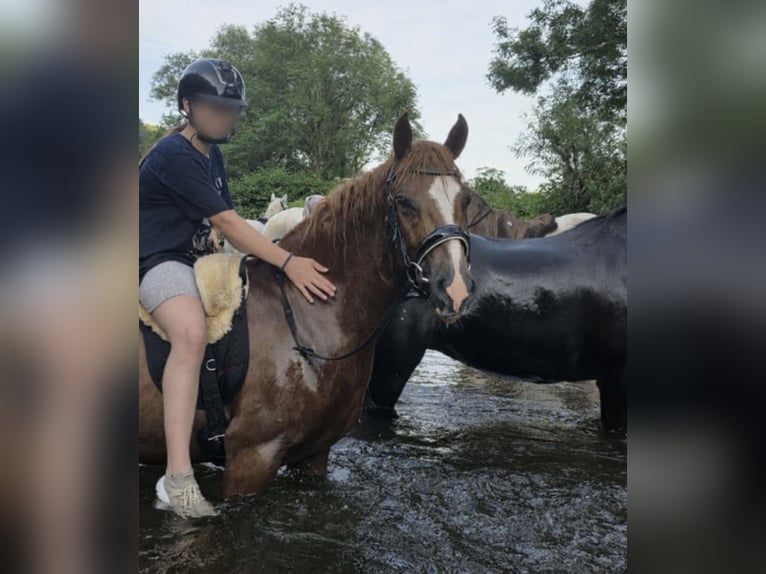 Other Breeds Gelding 4 years 14.1 hh Chestnut-Red in Hennef