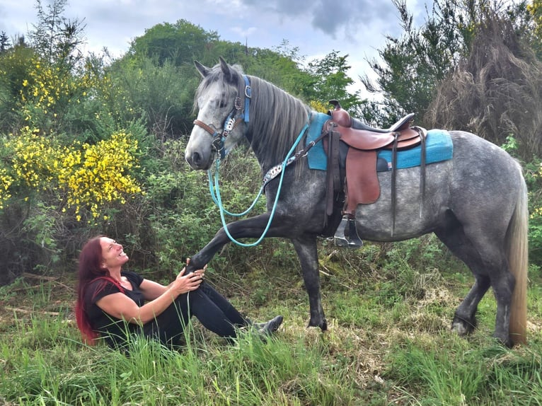 Other Breeds Gelding 4 years 14.1 hh Grey-Dapple in Linkenbach