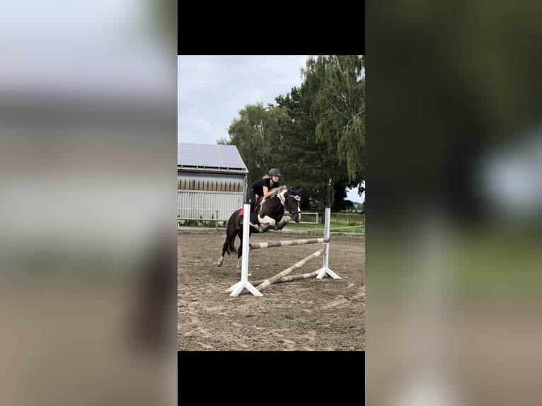 Other Breeds Gelding 4 years 14,1 hh Tobiano-all-colors in Bramsche